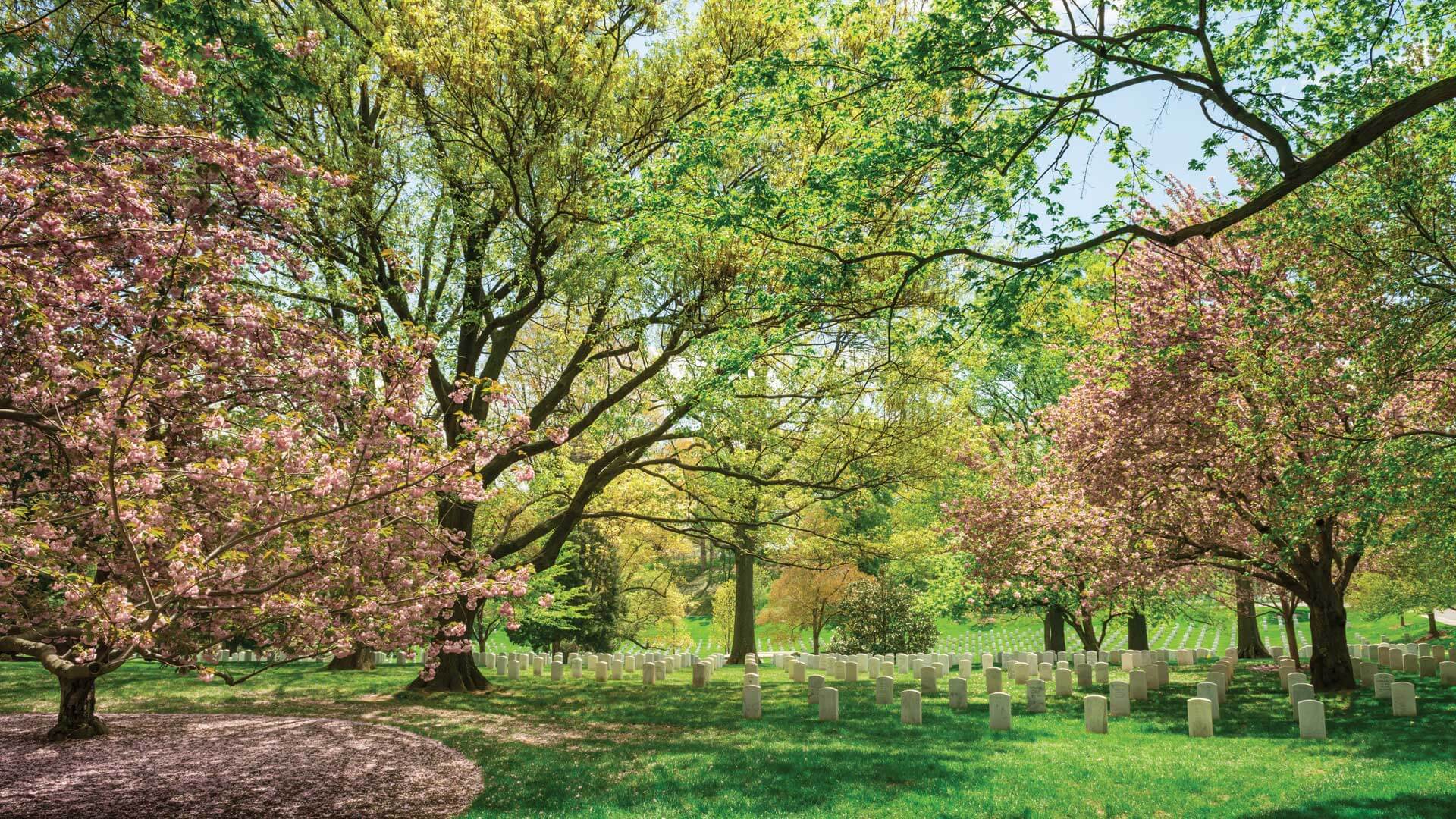 Nature within Arlington National Cemetery